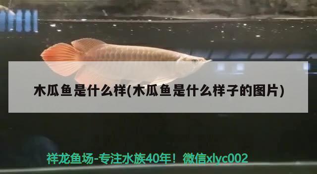 木瓜魚(yú)是什么樣(木瓜魚(yú)是什么樣子的圖片) 觀賞魚(yú)