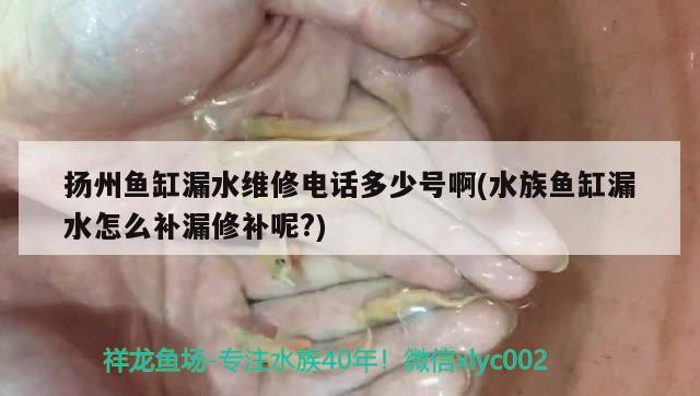 揚州魚缸漏水維修電話多少號啊(水族魚缸漏水怎么補漏修補呢?) 廣州水族器材濾材批發(fā)市場