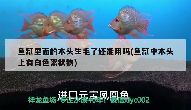 魚缸里面的木頭生毛了還能用嗎(魚缸中木頭上有白色絮狀物)