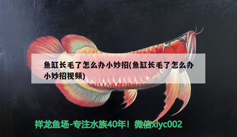 魚缸長毛了怎么辦小妙招(魚缸長毛了怎么辦小妙招視頻)