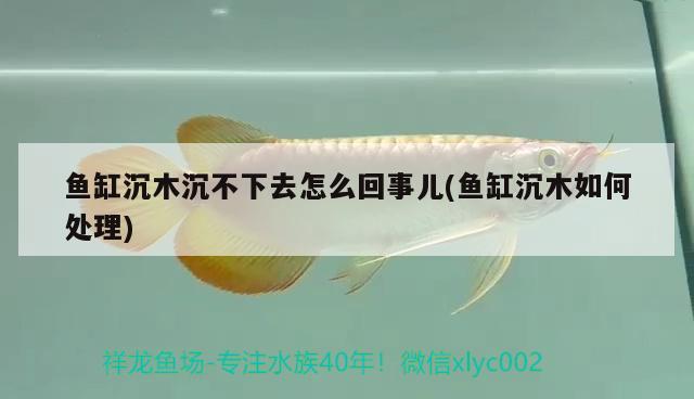 魚(yú)缸沉木沉不下去怎么回事兒(魚(yú)缸沉木如何處理) 養(yǎng)魚(yú)的好處