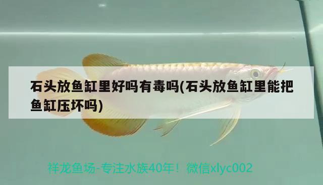 石頭放魚缸里好嗎有毒嗎(石頭放魚缸里能把魚缸壓壞嗎) 龍魚專用燈