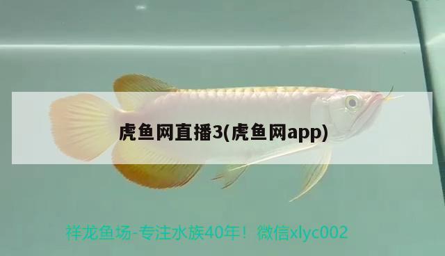 虎魚網直播3(虎魚網app) 虎魚百科