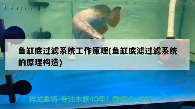 魚缸底過濾系統(tǒng)工作原理(魚缸底濾過濾系統(tǒng)的原理構(gòu)造) 祥龍赫舞紅龍魚