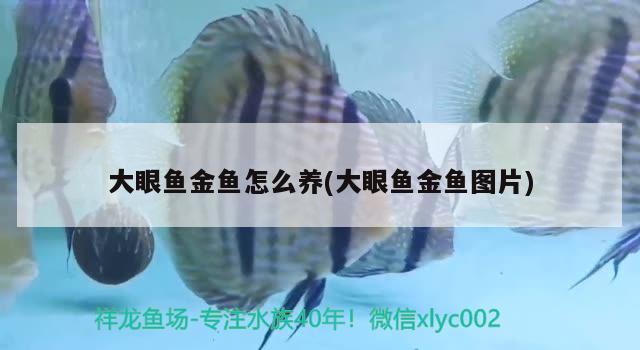 大眼魚金魚怎么養(yǎng)(大眼魚金魚圖片) 觀賞魚