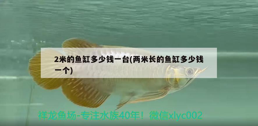 2米的魚缸多少錢一臺(兩米長的魚缸多少錢一個) 黃金達(dá)摩魚