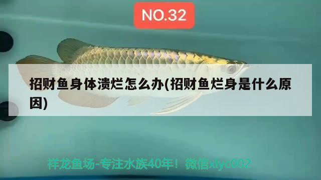 招財(cái)魚(yú)身體潰爛怎么辦(招財(cái)魚(yú)爛身是什么原因) 觀賞魚(yú)