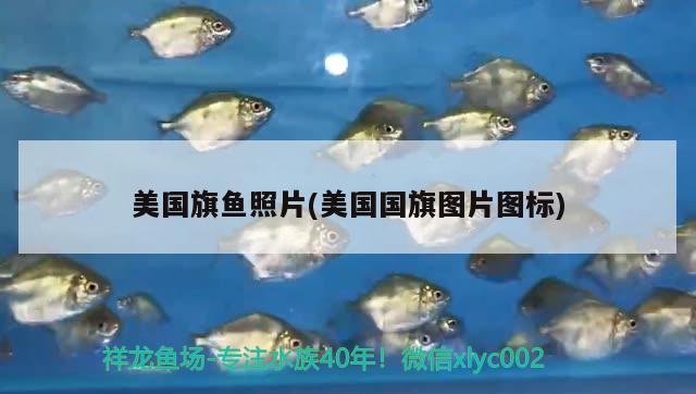 美國旗魚照片(美國國旗圖片圖標(biāo))