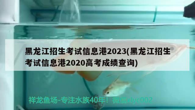 黑龍江招生考試信息港2023(黑龍江招生考試信息港2020高考成績查詢)