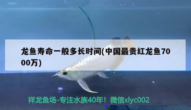 龍魚壽命一般多長時間(中國最貴紅龍魚7000萬) 觀賞魚