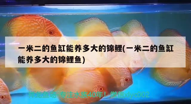 一米二的魚缸能養(yǎng)多大的錦鯉(一米二的魚缸能養(yǎng)多大的錦鯉魚) 青龍魚