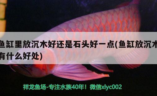 魚缸里放沉木好還是石頭好一點(魚缸放沉木有什么好處) 純血皇冠黑白魟魚