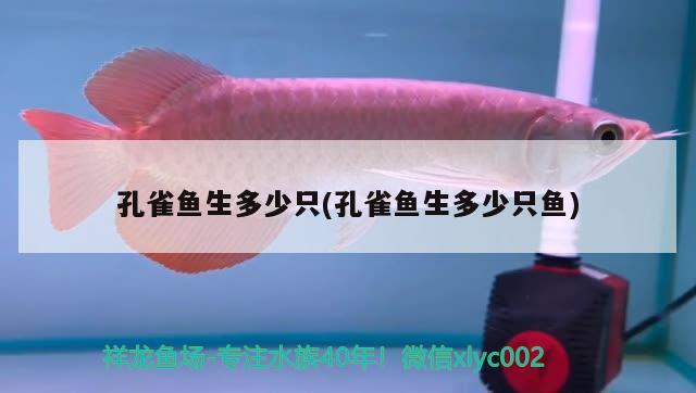 孔雀魚生多少只(孔雀魚生多少只魚) 觀賞魚