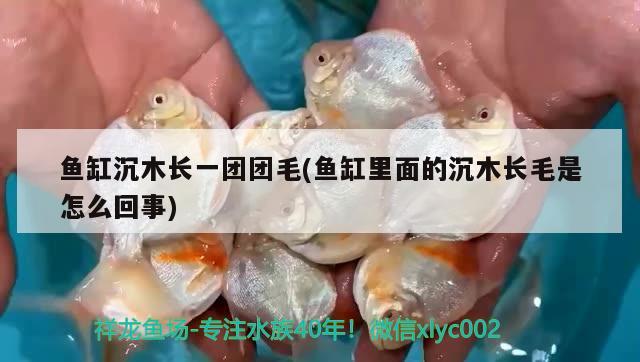 魚缸沉木長一團團毛(魚缸里面的沉木長毛是怎么回事)