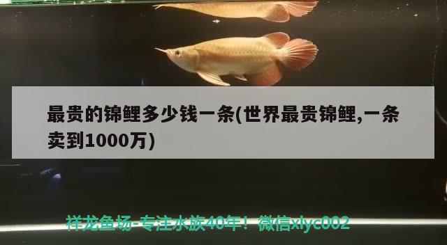 最貴的錦鯉多少錢一條(世界最貴錦鯉,一條賣到1000萬) 觀賞魚