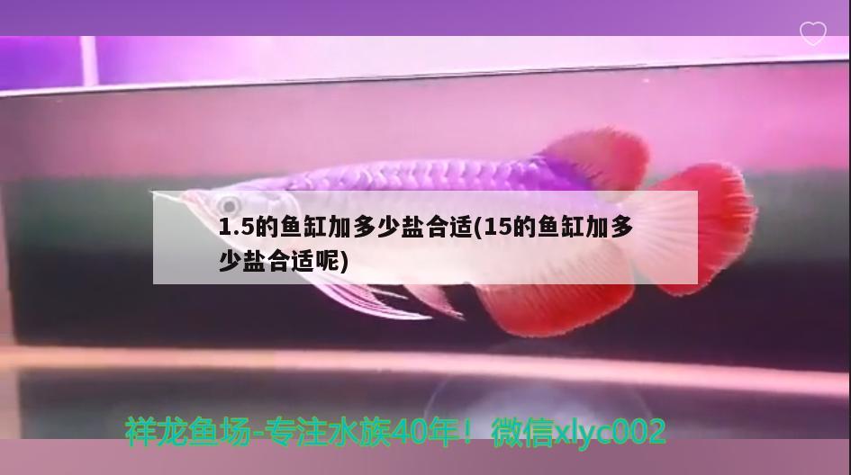 1.5的魚缸加多少鹽合適(15的魚缸加多少鹽合適呢) 祥禾Super Red紅龍魚