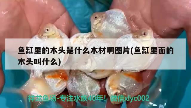 魚缸里的木頭是什么木材啊圖片(魚缸里面的木頭叫什么)