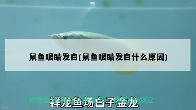 鼠魚眼睛發(fā)白(鼠魚眼睛發(fā)白什么原因) 觀賞魚