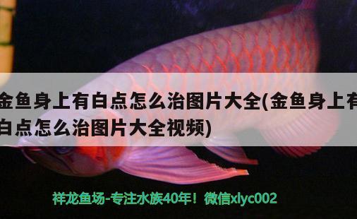 金魚身上有白點怎么治圖片大全(金魚身上有白點怎么治圖片大全視頻)