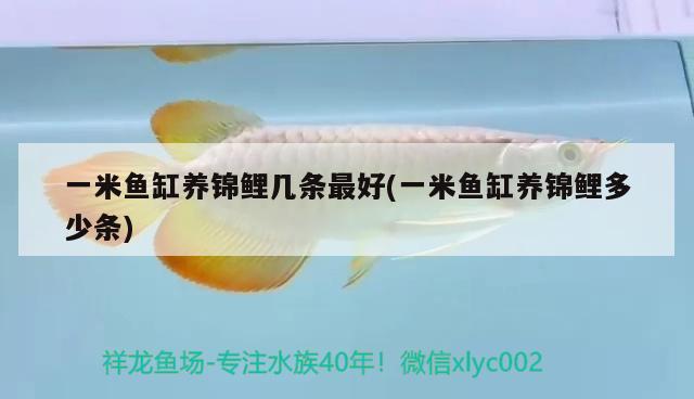 一米魚(yú)缸養(yǎng)錦鯉幾條最好(一米魚(yú)缸養(yǎng)錦鯉多少條) 孵化器