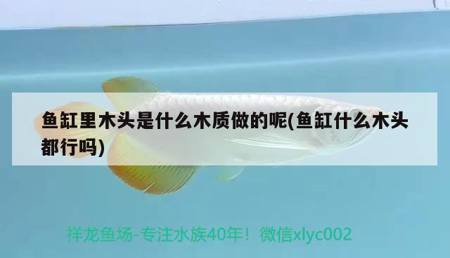 魚(yú)缸里木頭是什么木質(zhì)做的呢(魚(yú)缸什么木頭都行嗎) 肺魚(yú)