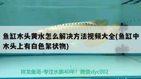 魚缸木頭黃水怎么解決方法視頻大全(魚缸中木頭上有白色絮狀物)