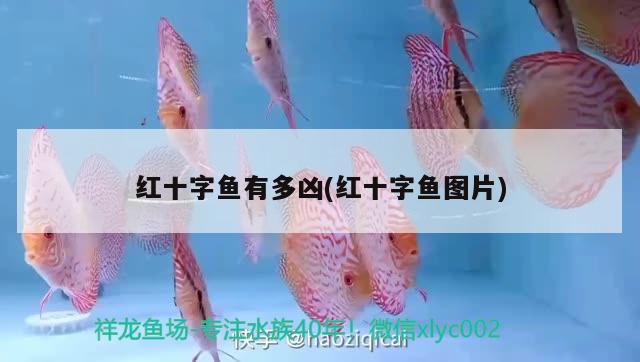 紅十字魚有多兇(紅十字魚圖片) 觀賞魚