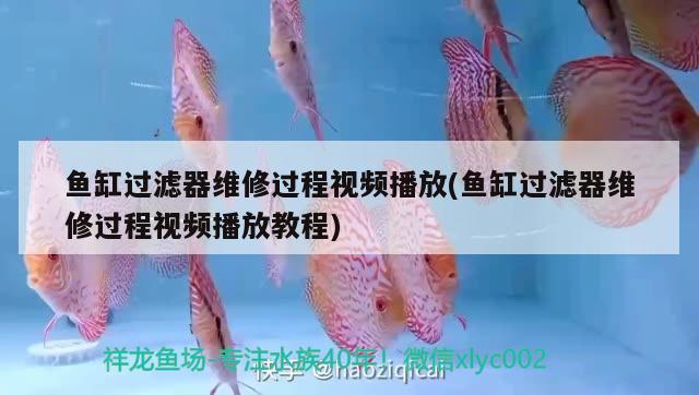 魚缸過濾器維修過程視頻播放(魚缸過濾器維修過程視頻播放教程)