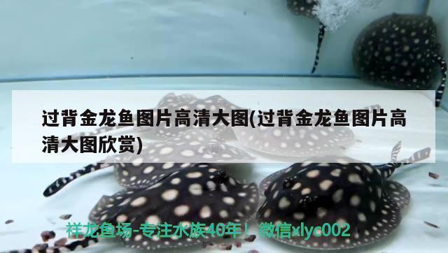 過背金龍魚圖片高清大圖(過背金龍魚圖片高清大圖欣賞) 金龍魚百科