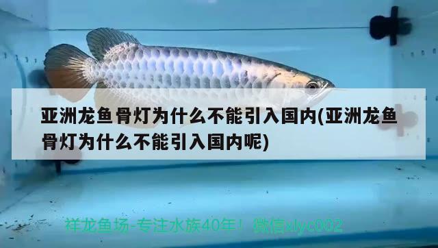 亞洲龍魚骨燈為什么不能引入國內(亞洲龍魚骨燈為什么不能引入國內呢)