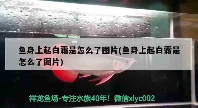 魚身上起白霜是怎么了圖片(魚身上起白霜是怎么了圖片) 觀賞魚