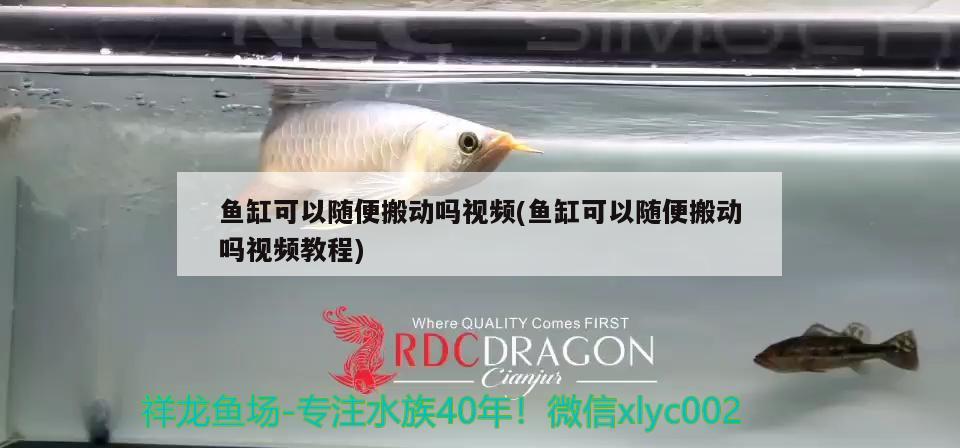 魚缸可以隨便搬動嗎視頻(魚缸可以隨便搬動嗎視頻教程)