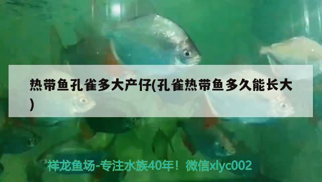 熱帶魚孔雀多大產(chǎn)仔(孔雀熱帶魚多久能長大) 觀賞魚