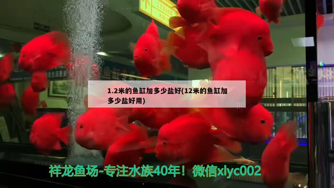 1.2米的魚(yú)缸加多少鹽好(12米的魚(yú)缸加多少鹽好用) 白子銀版魚(yú)