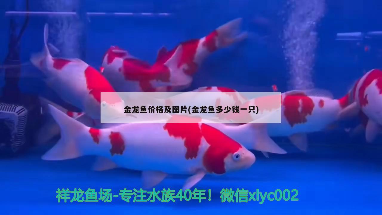 金龍魚價格及圖片(金龍魚多少錢一只) 觀賞魚