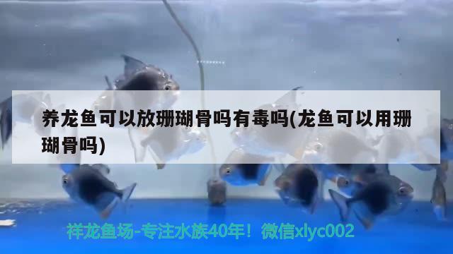 養(yǎng)龍魚可以放珊瑚骨嗎有毒嗎(龍魚可以用珊瑚骨嗎)