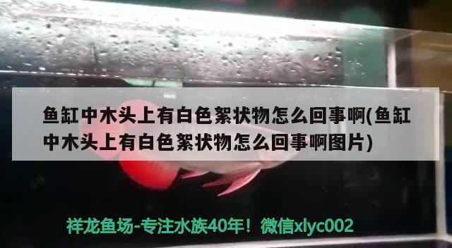 魚缸中木頭上有白色絮狀物怎么回事啊(魚缸中木頭上有白色絮狀物怎么回事啊圖片)