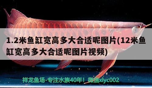 1.2米魚(yú)缸寬高多大合適呢圖片(12米魚(yú)缸寬高多大合適呢圖片視頻)