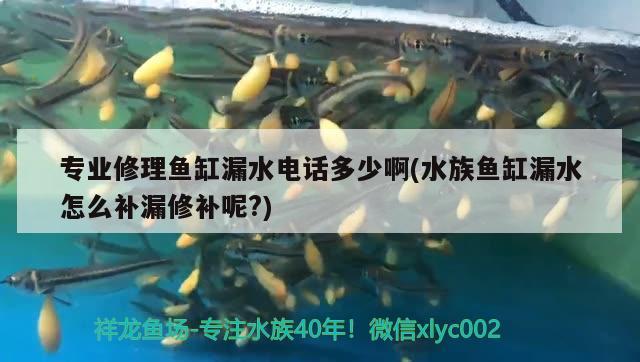 專業(yè)修理魚缸漏水電話多少啊(水族魚缸漏水怎么補(bǔ)漏修補(bǔ)呢?)