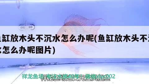 魚缸放木頭不沉水怎么辦呢(魚缸放木頭不沉水怎么辦呢圖片)