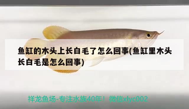 魚缸的木頭上長(zhǎng)白毛了怎么回事(魚缸里木頭長(zhǎng)白毛是怎么回事)