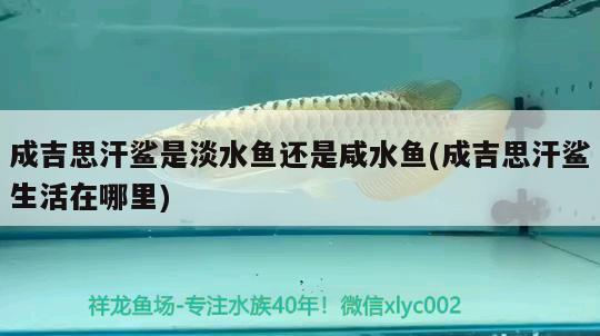 成吉思汗鯊是淡水魚(yú)還是咸水魚(yú)(成吉思汗鯊生活在哪里) 成吉思汗鯊（球鯊）魚(yú)