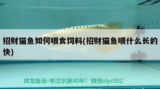 招財貓魚如何喂食飼料(招財貓魚喂什么長的快)