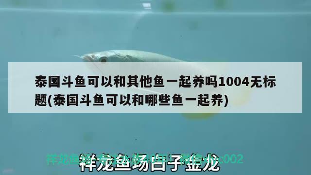 泰國斗魚可以和其他魚一起養(yǎng)嗎1004無標題(泰國斗魚可以和哪些魚一起養(yǎng))