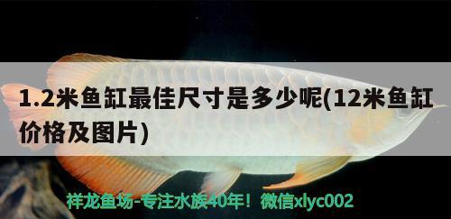 1.2米魚缸最佳尺寸是多少呢(12米魚缸價(jià)格及圖片)