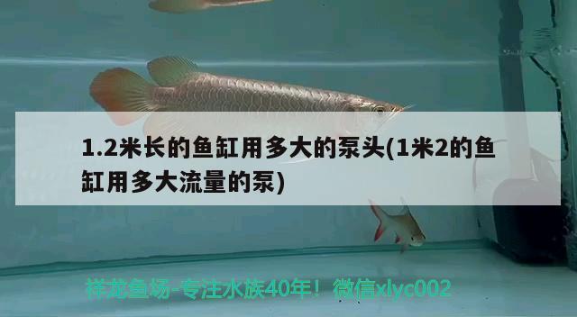 1.2米長的魚缸用多大的泵頭(1米2的魚缸用多大流量的泵)