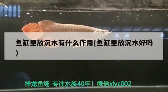 魚缸里放沉木有什么作用(魚缸里放沉木好嗎)