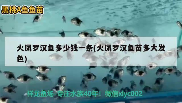 火鳳羅漢魚多少錢一條(火鳳羅漢魚苗多大發(fā)色)