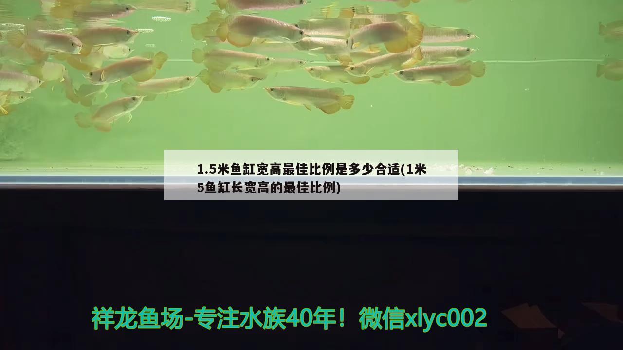 1.5米魚缸寬高最佳比例是多少合適(1米5魚缸長寬高的最佳比例)