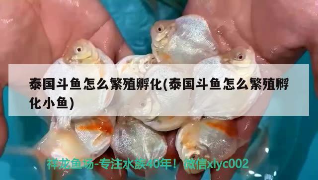 泰國斗魚怎么繁殖孵化(泰國斗魚怎么繁殖孵化小魚) 泰國斗魚